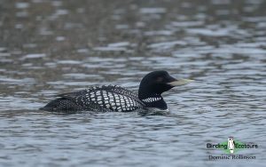 Alaska birding tours