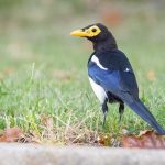 Northern California birding tours