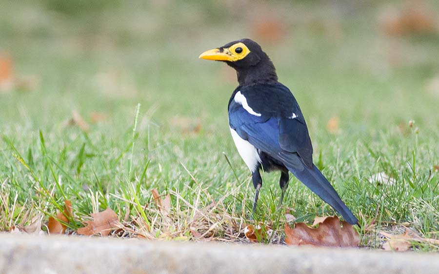 Northern California birding tours