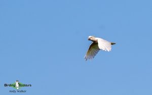 Lesser Sunda Islands birding tour