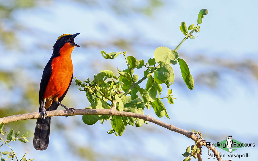 Senegal birding tour