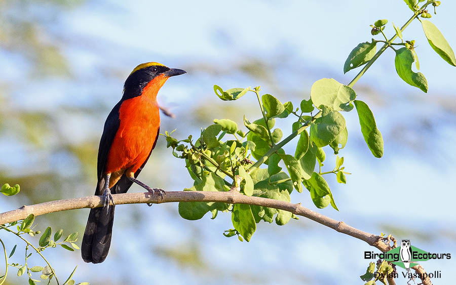 Ghana birding tours