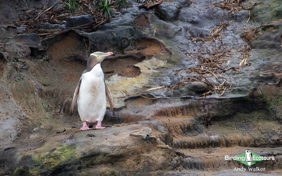 New Zealand Birding Endemic Extravaganza 