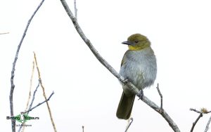 Angola birding tours