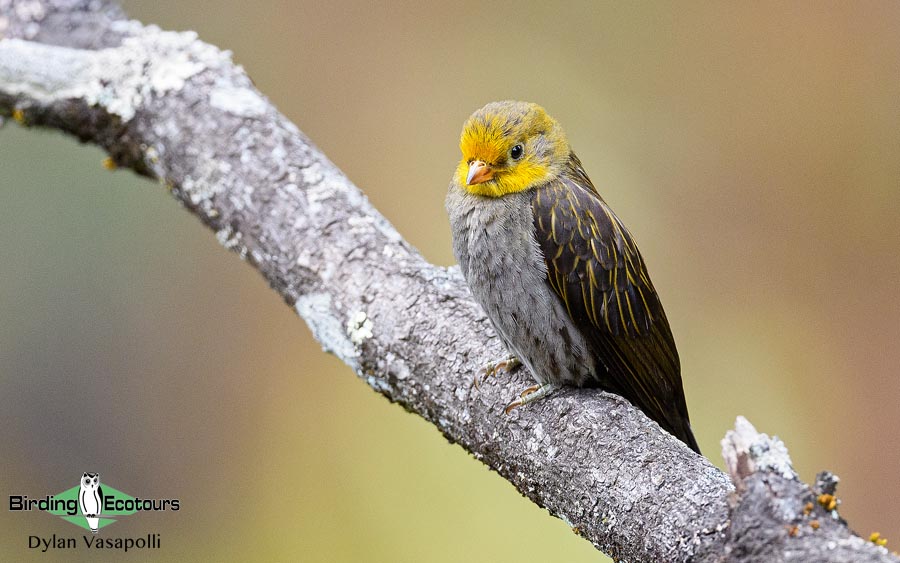 Himalayas birding tours