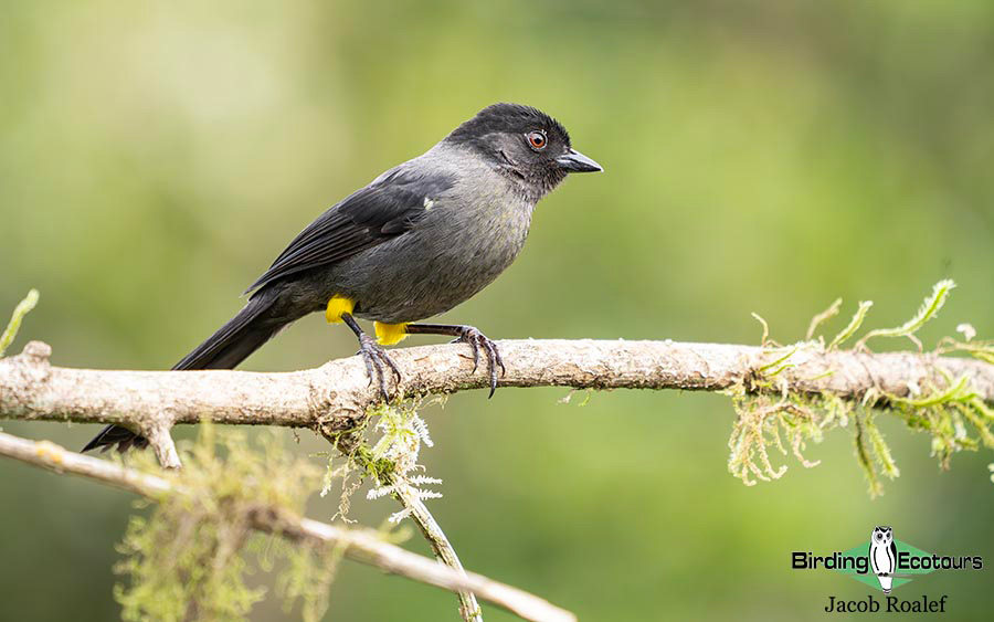 Costa Rica Birding Escape