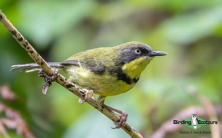 Malawi Birding Tours