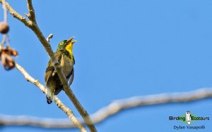 Ghana birding tours