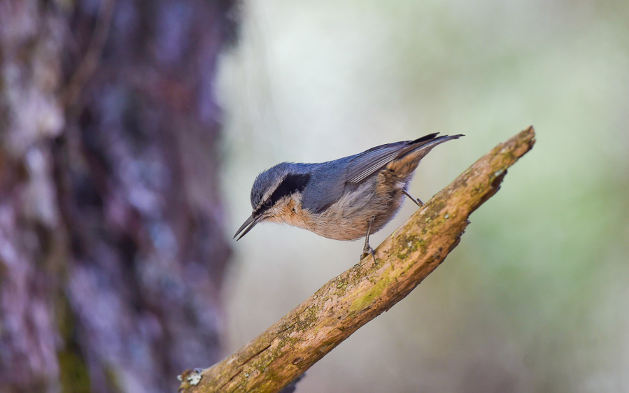 Yunnan birding tours