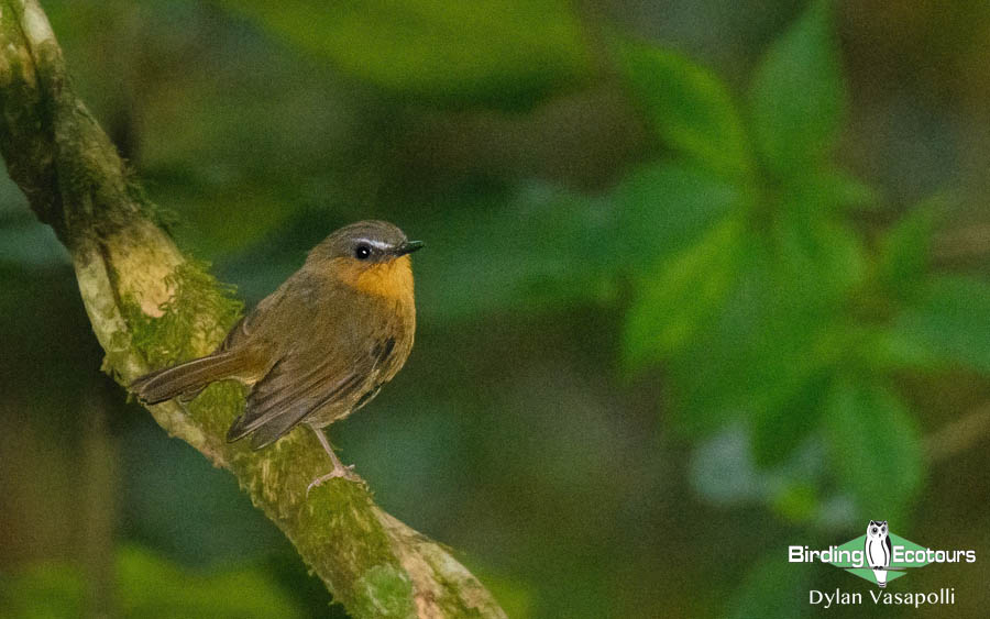 Tanzania birding tours