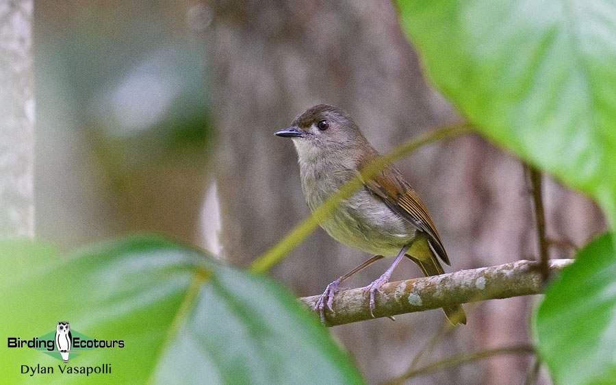 Tanzania birding tours