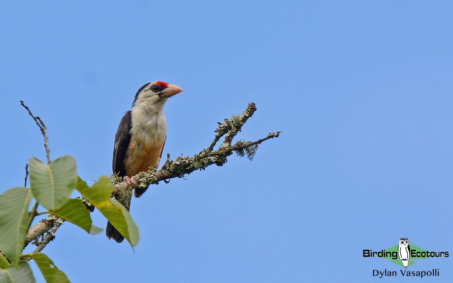 Gabon birding tours