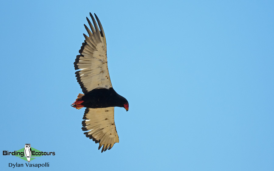 Kruger National Park birding tours