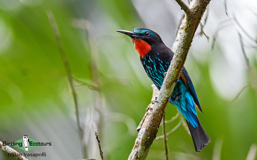 Ghana Birding Tour