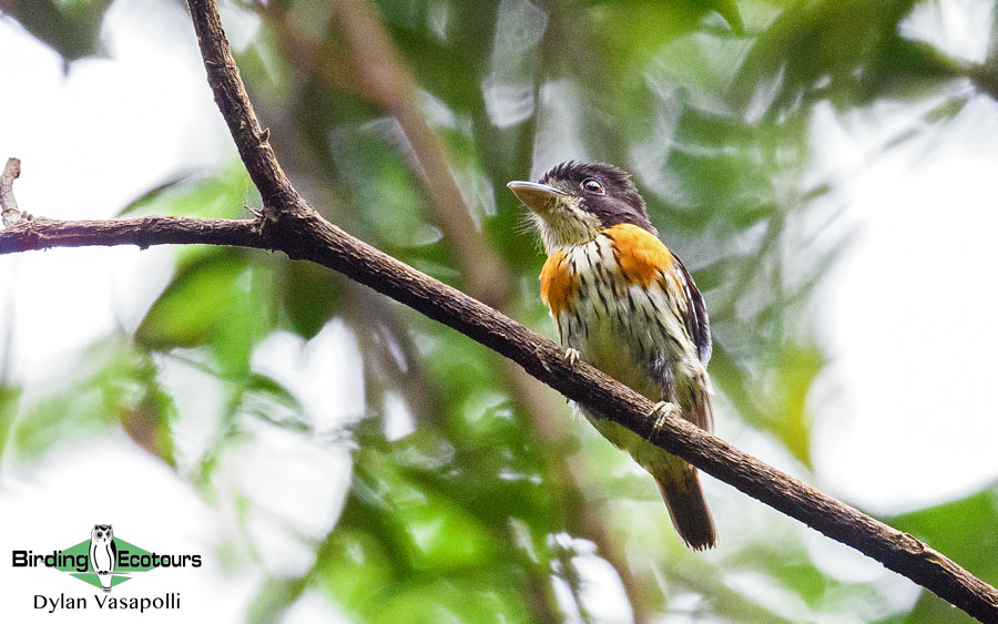 Ghana Birding Tour