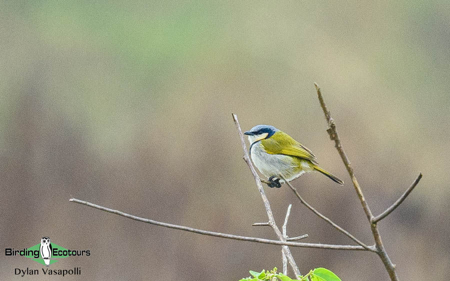 Gabon birding tours