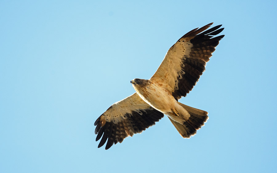 Andalusia birding tour