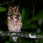 Tanzania birding tours