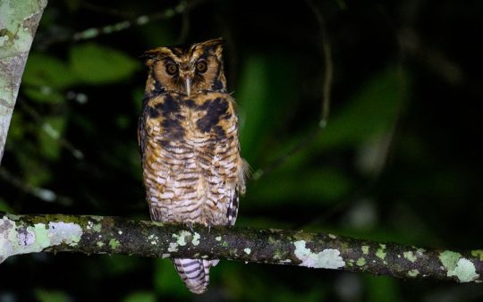 Tanzania birding tours