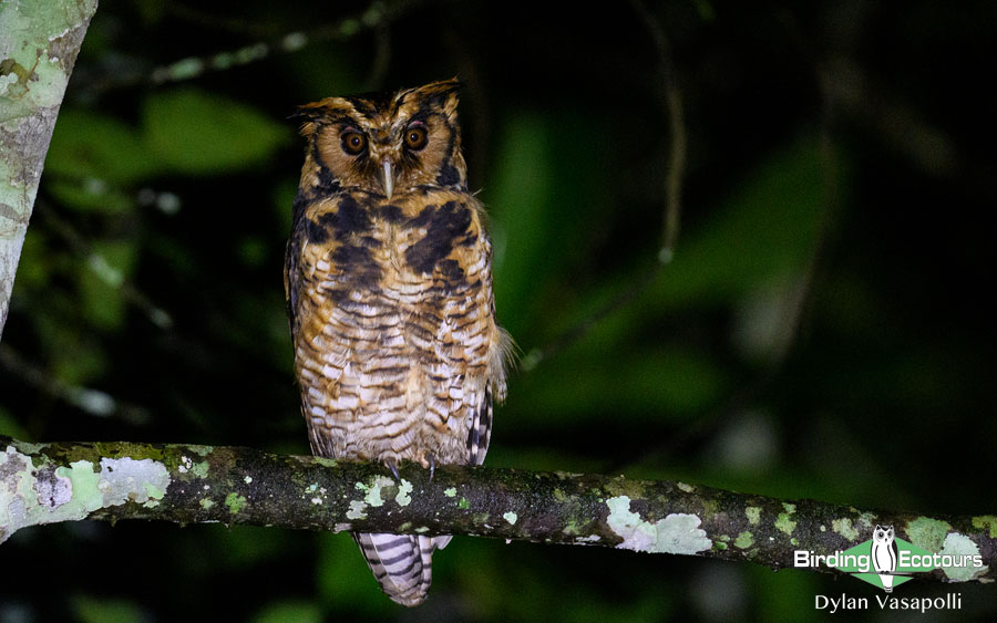 Tanzania birding tours