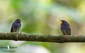 Gabon birding tours