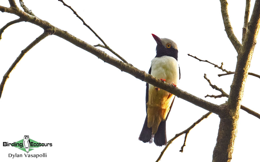 Ghana Birding Tour