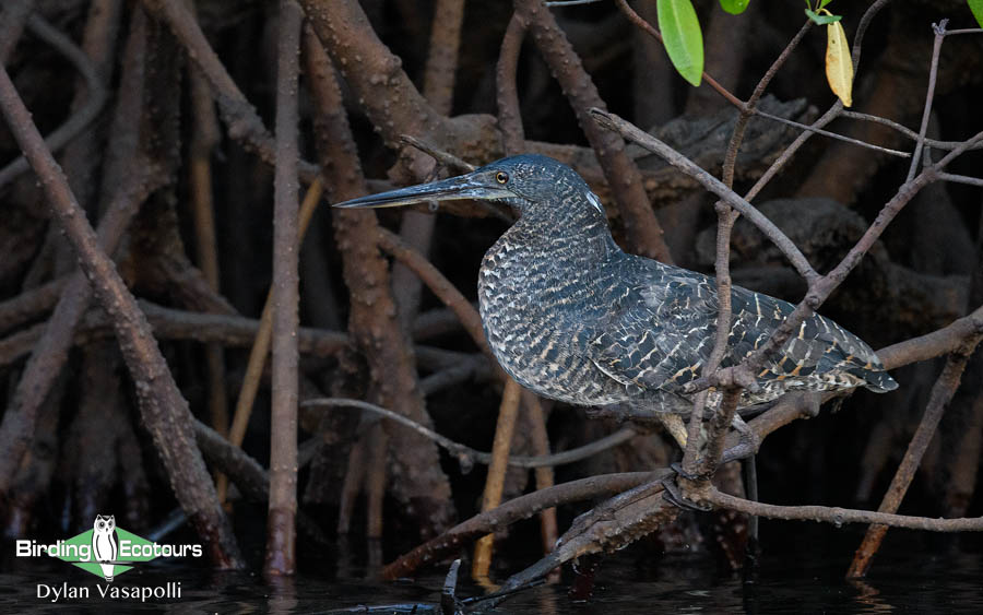 Gabon birding tours