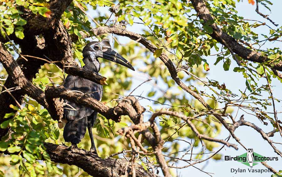 Senegal birding tour
