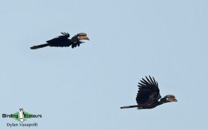 Gabon birding tours