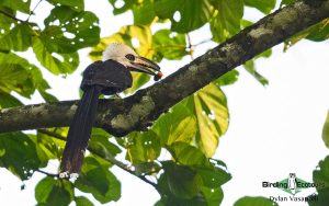 Gabon birding tours