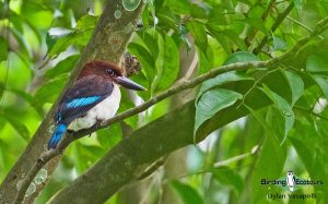 Gabon birding tours