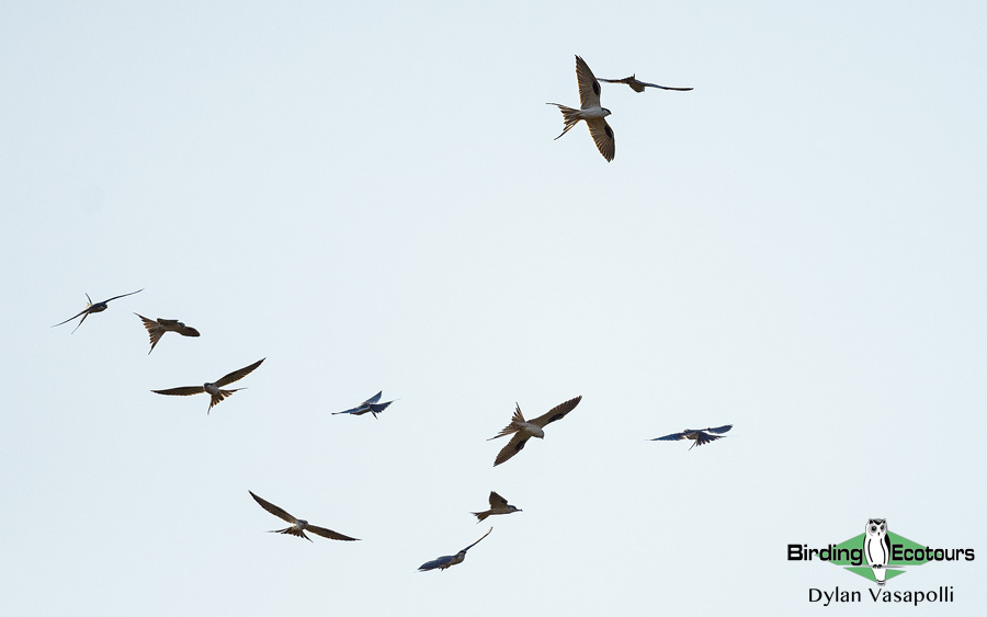 Senegal birding tour
