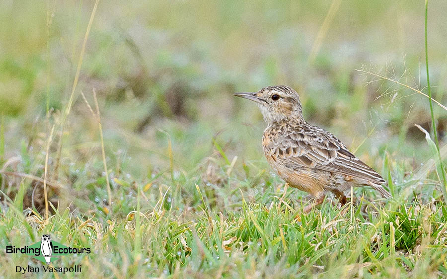 Tanzania birding tours
