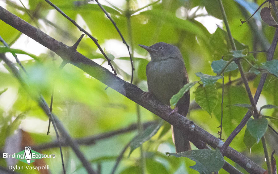 Tanzania birding tours