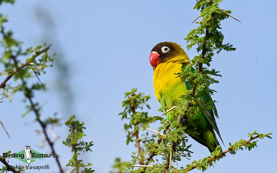 Tanzania birding tours