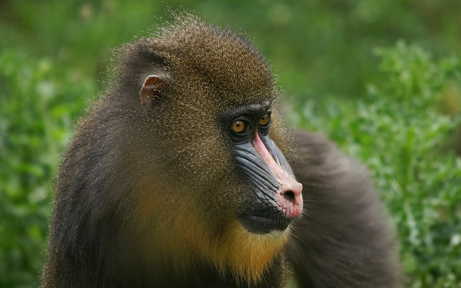 Gabon birding tours