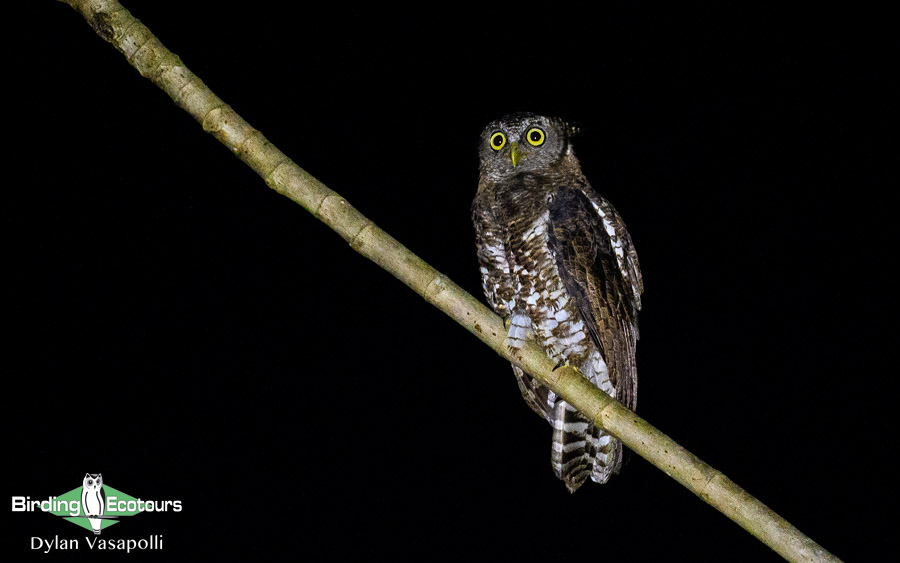 Ghana Birding Tour