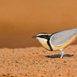 Senegal birding tour