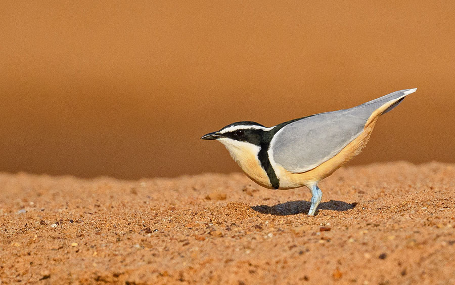 Senegal birding tour