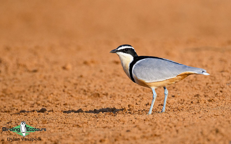 Senegal birding tour