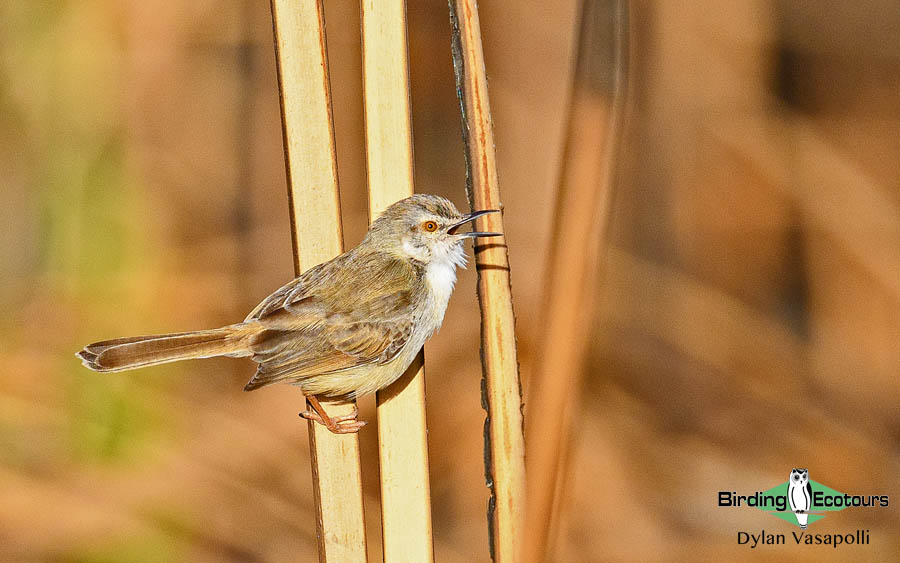 Senegal birding tour
