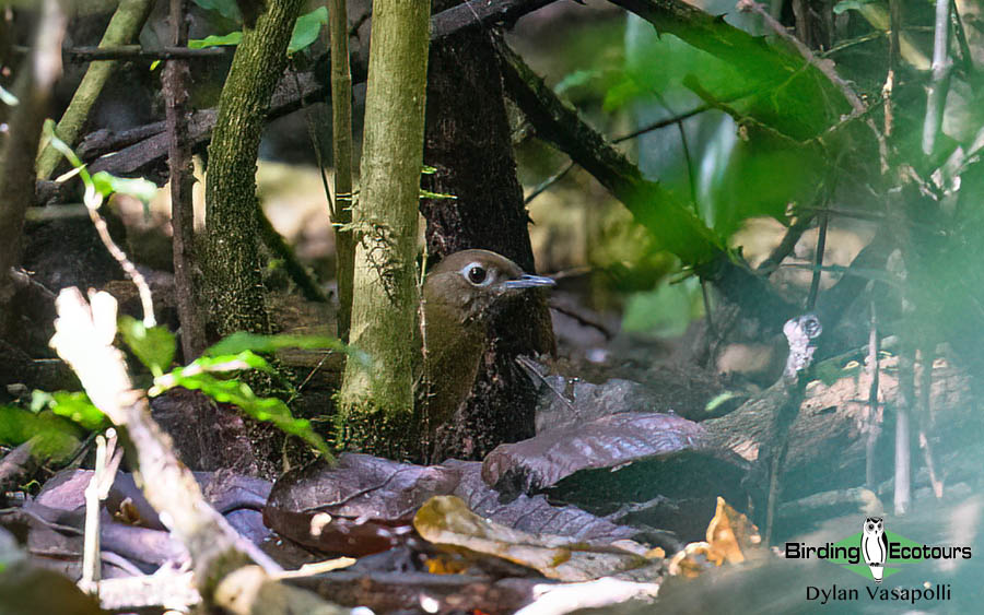 Tanzania birding tours