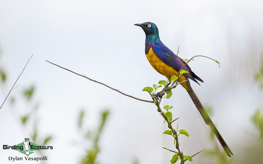 Tanzania birding tours