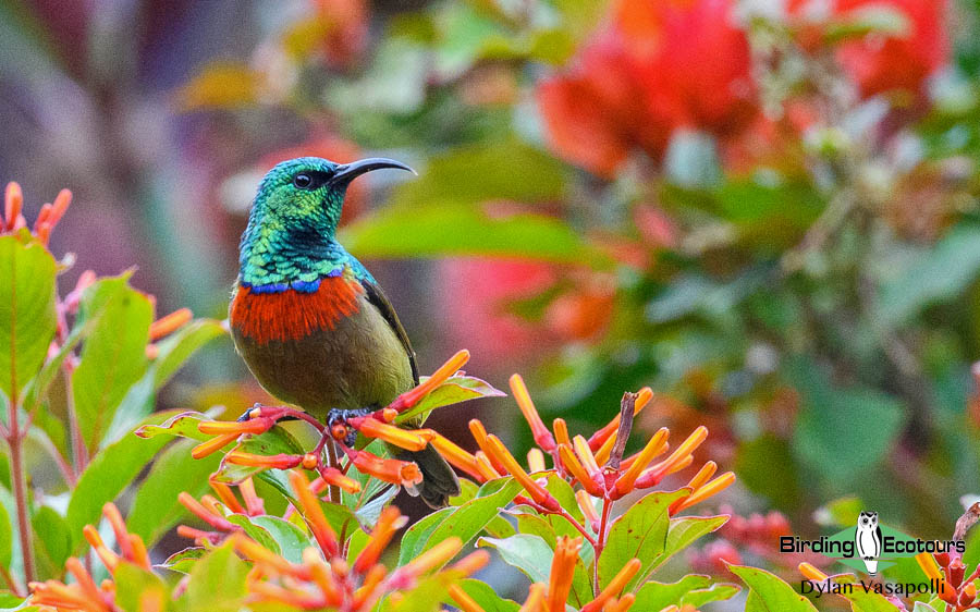 Tanzania birding tours