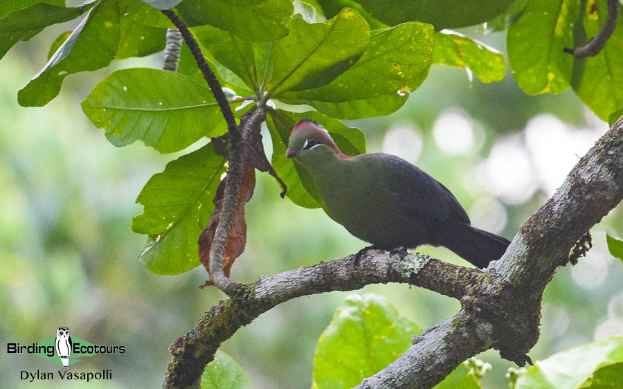 Tanzania birding tours