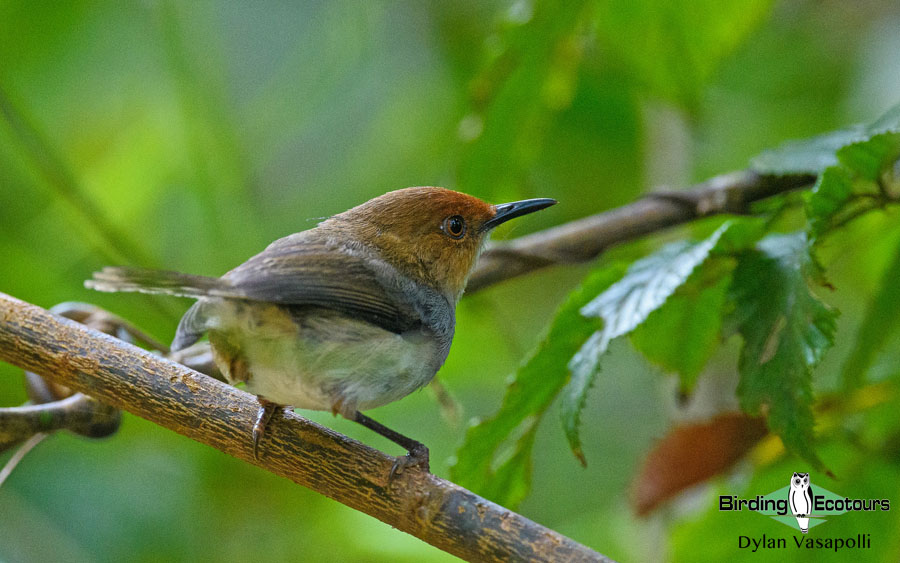 Tanzania birding tours