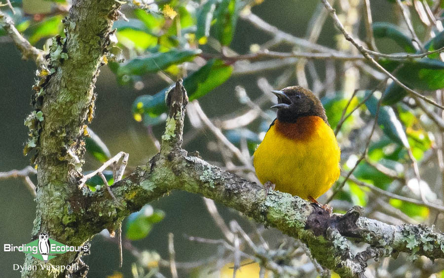 Tanzania birding tours