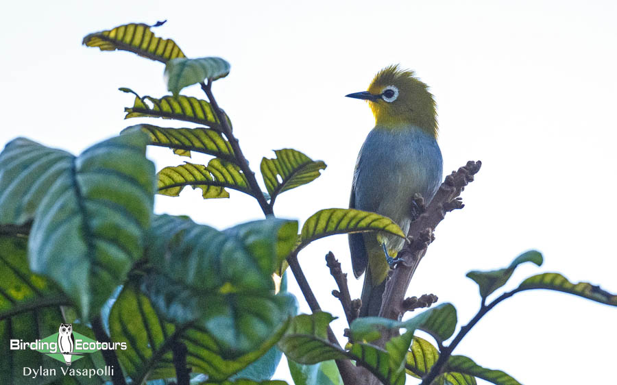 Tanzania birding tours