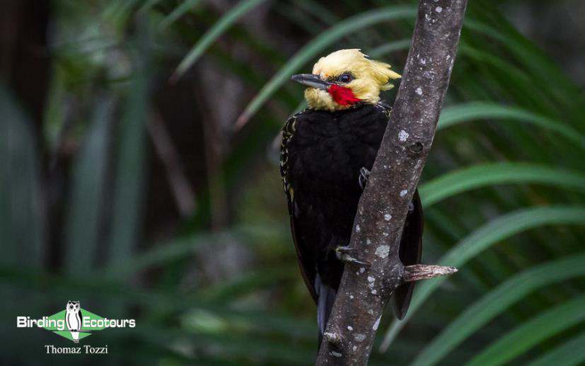 Brazil birding report