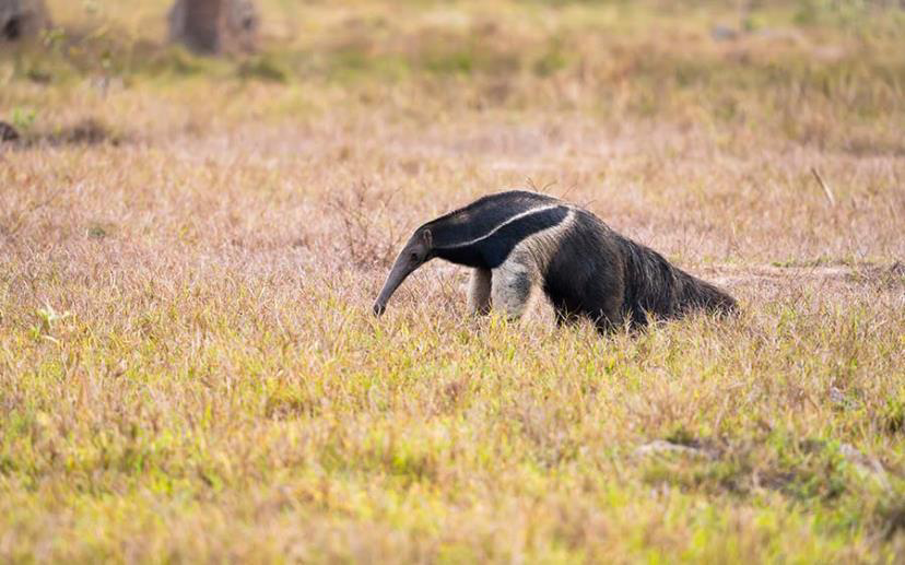 Brazil birding report